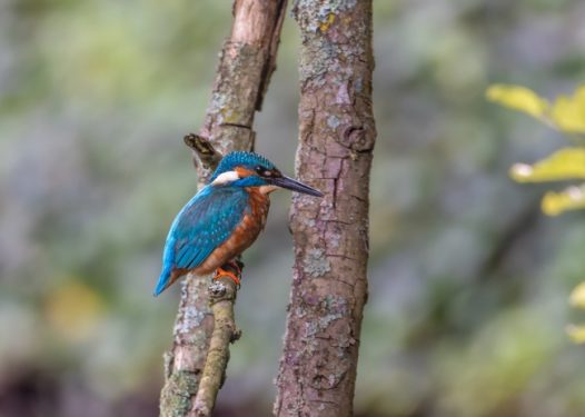 野生蓝色翠鸟站在树枝上图片