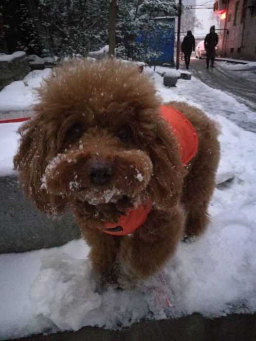 冬天,寒冷,但是,会下雪!下了雪,一切都变了模样。北京变成了北平,板板,你变成了谁?