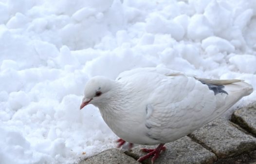 雪地白鸽图片
