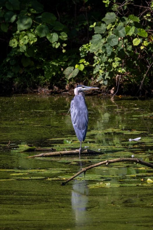 站立在水中央的大蓝鹭图片