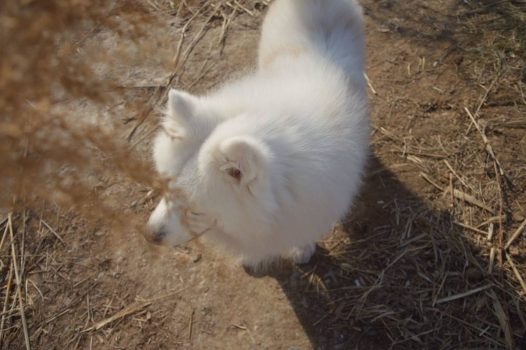 麻麻… 我陪你一起去找绿蛙吧!不好,我好像迷路了… 麻麻快粗乃!!绿蛙没找到,把自己给丢了…