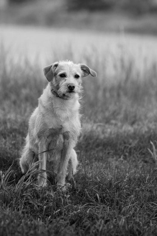 流浪狗黑白摄影图片