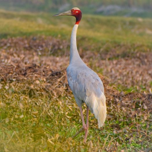 野生白枕鹤摄影图片