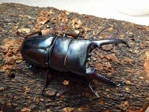 野生锹甲