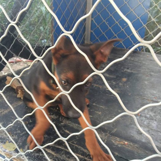 大家帮我看下，这是苏联红，还是红狼青，还是什么串串狗。