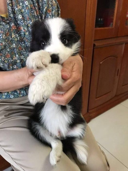 小边境牧羊犬,单纯无辜的眼神心都要化掉了~