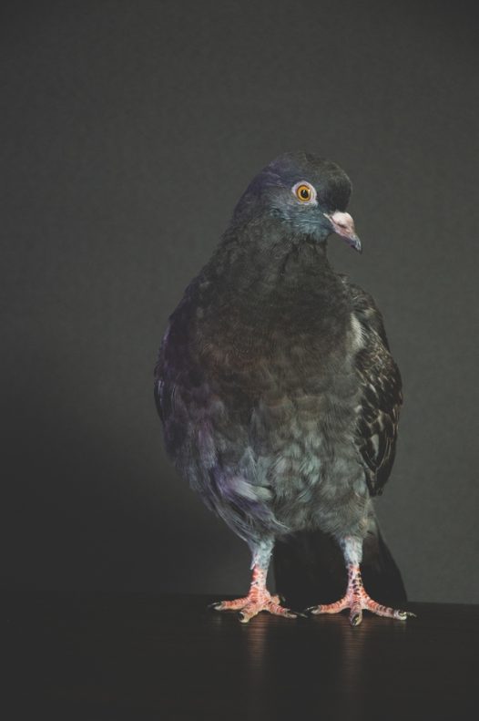 黑色野生信鸽摄影图片