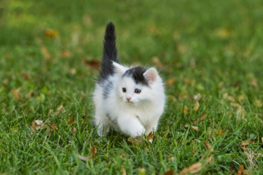 夏日草地可爱喵星人图片