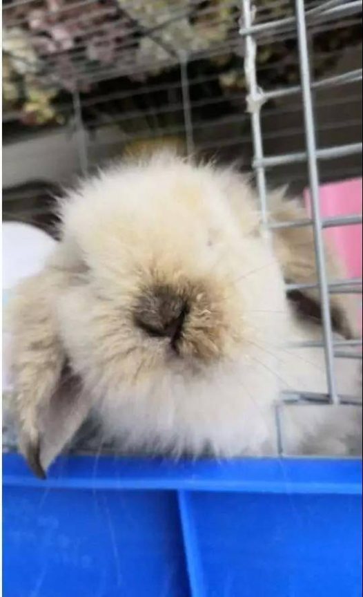 带大家撸一把小奶兔,无滤镜无美颜,纯天然素颜,真的有点可爱