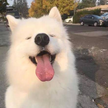 最近萨摩耶被网友“评选”为最糟糕的看门狗，至于为啥…因为家里真进贼的话，按萨摩耶这性格，可能也就笑呵呵对着人家叫两声,而养了这货的铲屎官都表示这是真的，毕竟这货除了笑也不会干别的了…