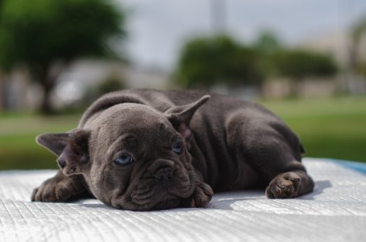 黑色可爱斗牛犬图片