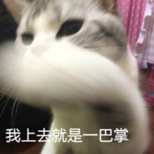 猫猫表情包