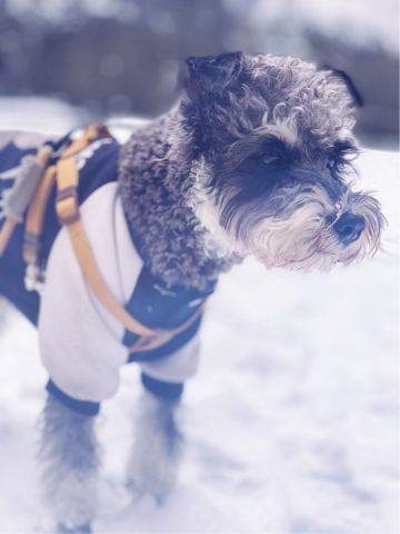 下雪啦哈哈哈，带着我家雪纳瑞犬出门玩雪啦