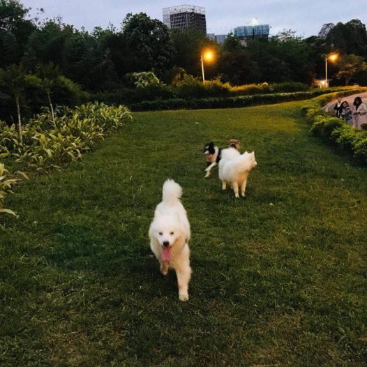 一下班就是萨摩耶犬活动时间