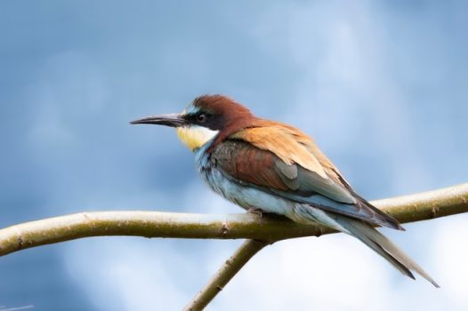 站在树枝上的欧洲食蜂鸟图片
