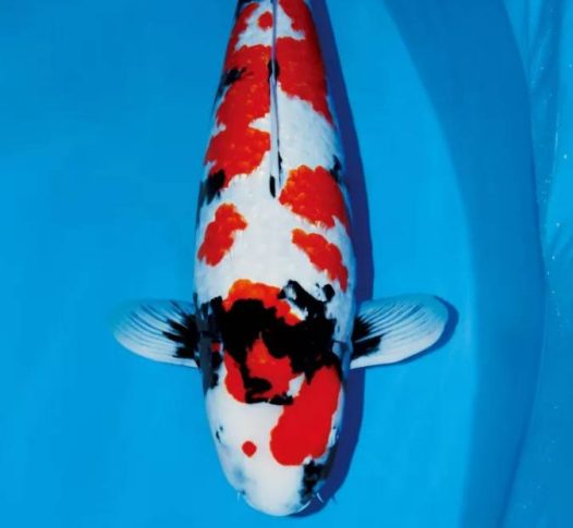 这些不常见的锦鲤，你们都知道是什么品种吗？红白、大正三色、昭和三色为锦鲤的代表品种，也就是我们常说的“御三家”、“主流”。虽说正餐必不可少，但吃多了也会想换换口味。今天就给大家带来一些别致的风味小菜！