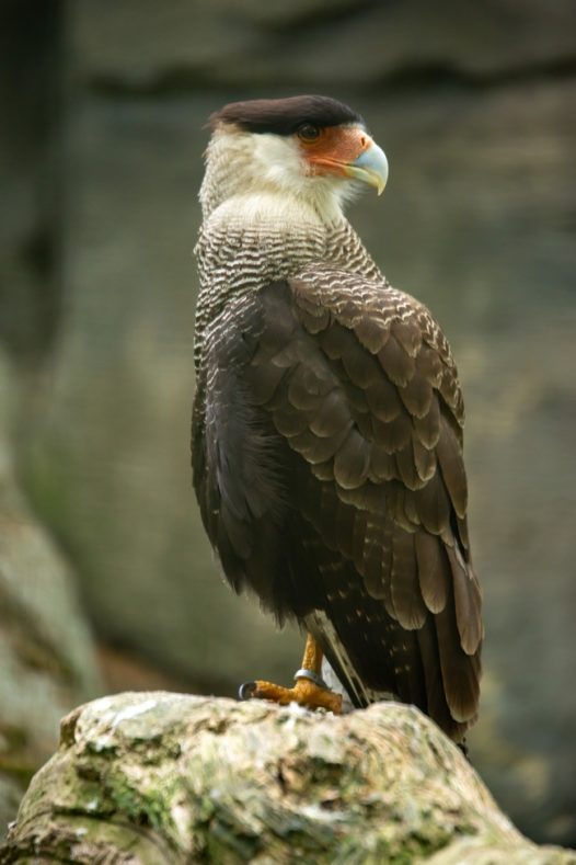 白色凤头鹰摄影图片