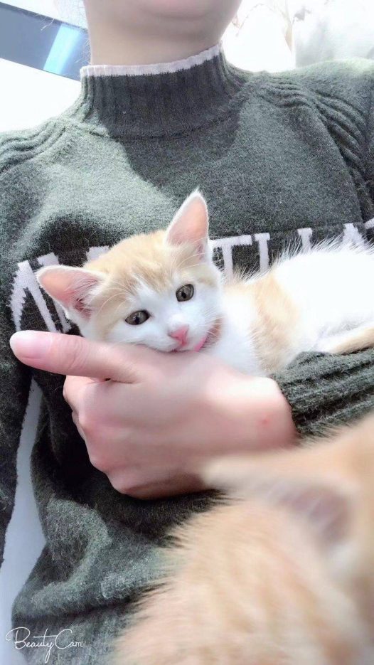 谁说的中华田园猫不如宠物猫呀,我感觉一样可爱