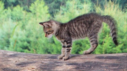 户外家养小猫咪图片
