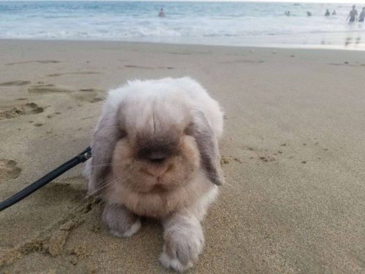 朋友回国没办法带兔兔回去～第一眼在群里见到他的照片就毫不犹豫地接回了我们家收养了他～大名狗豆兔～小名兔兔～2018年2月来到我们家的～现在4岁～会像人一样站着吃饭～全家人的宝贝