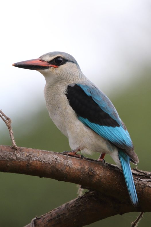 蓝色非洲翠鸟站在枝干上图片