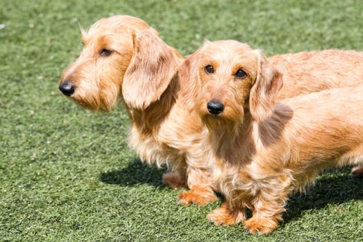 草地长毛腊肠犬图片