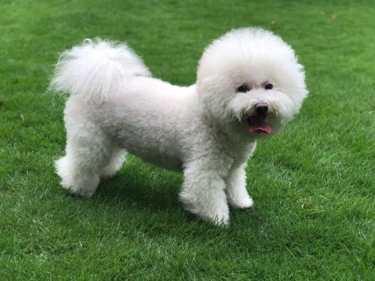 希望多一些大草坪和公园可以让狗子进去的，大家说是不是呀！