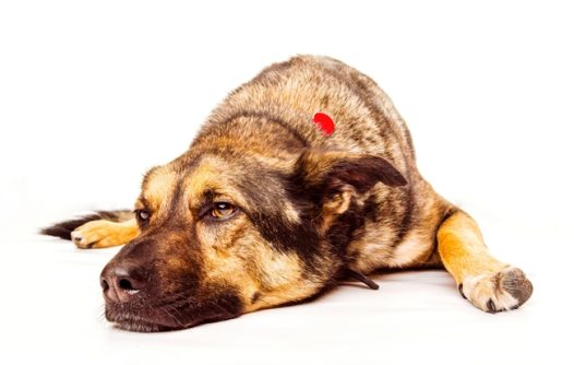 趴着休息的德国牧羊犬图片