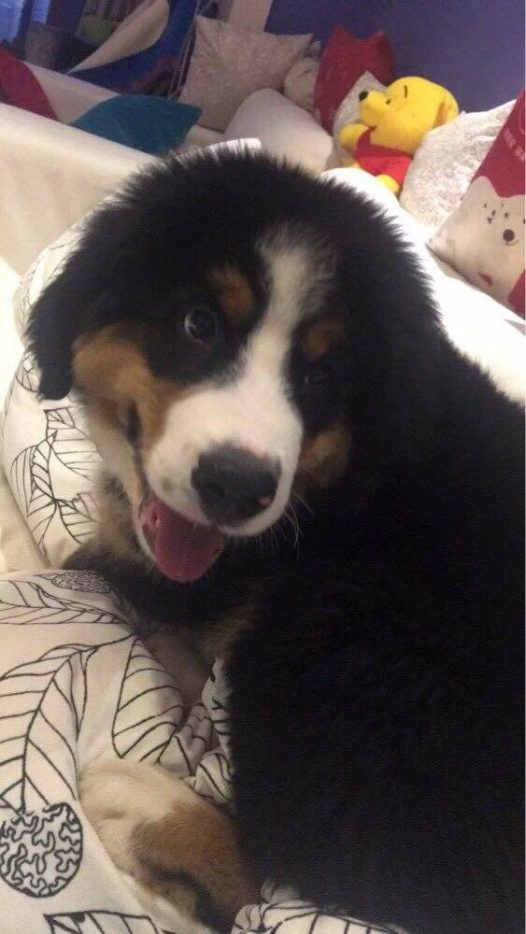 伯恩山犬大山寄养生活之萌宠篇[拥抱]