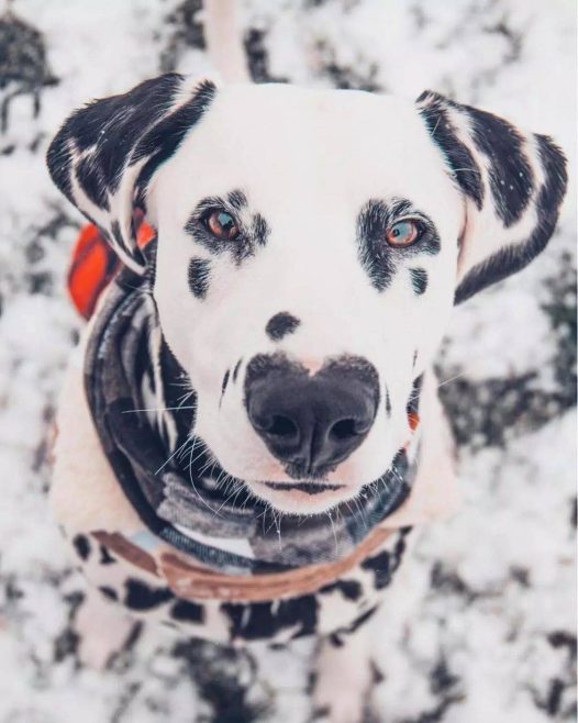 一只鼻头有爱心的汪星人，萌感爆棚