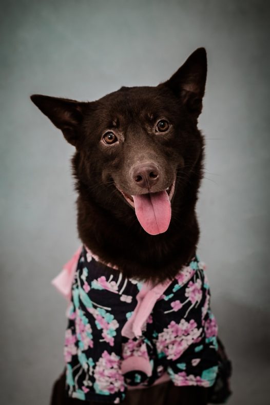 可爱小黑犬宠物写真图片