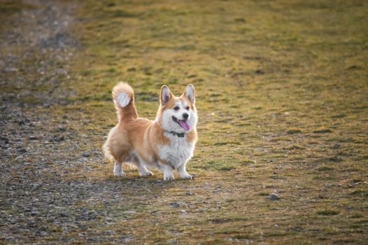 可爱彭布罗克威尔士柯基犬图片