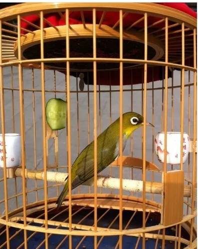 今天有空来逛逛,顺便把我家的绣带给大家欣赏一下,今年去鸟市的扁笼里挑了12只绣回来,经过再次筛选,最后留下了3只。