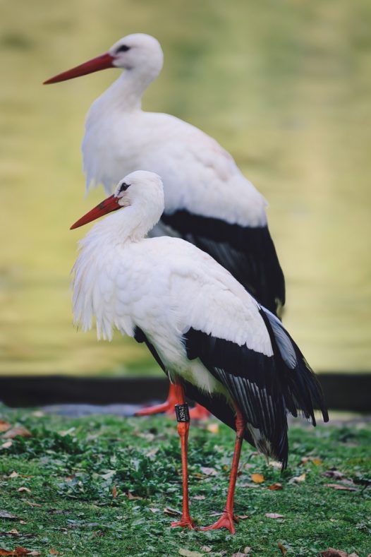 两只东方白鹳摄影图片