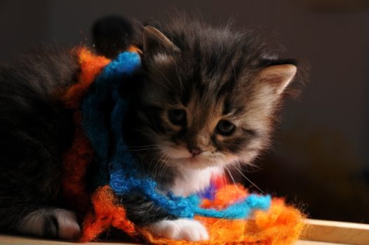 可爱猫咪幼崽图片