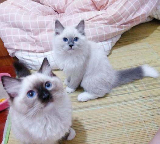 别看我们家四犊子没心没肺,但是离开我们,哪怕他们四个在一起,没关着都不玩了….朋友带也不行,就认我和我家那位