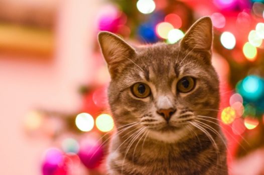 可爱猫咪宽屏壁纸图片