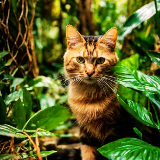 荒野树林可爱小萌猫写真图片