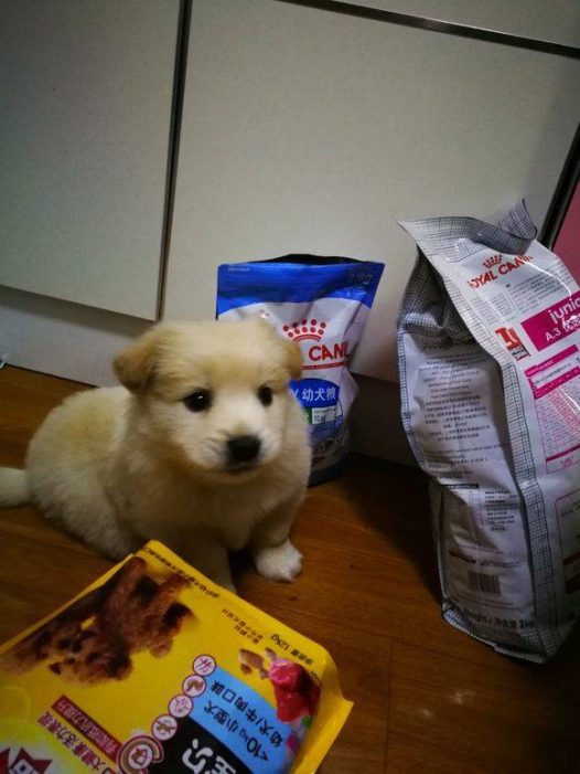 有谁知道这是什么狗啊,感觉被骗了的感觉,买的时候说是金毛。