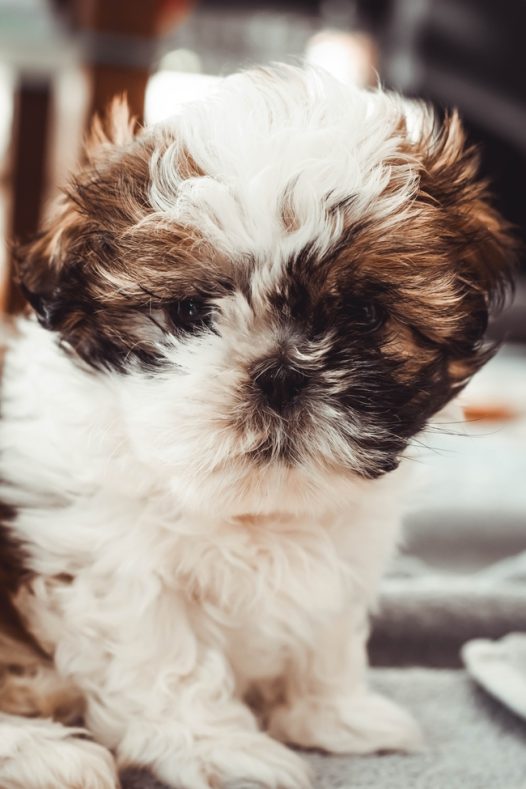 可爱迷你萌狗狗摄影图片