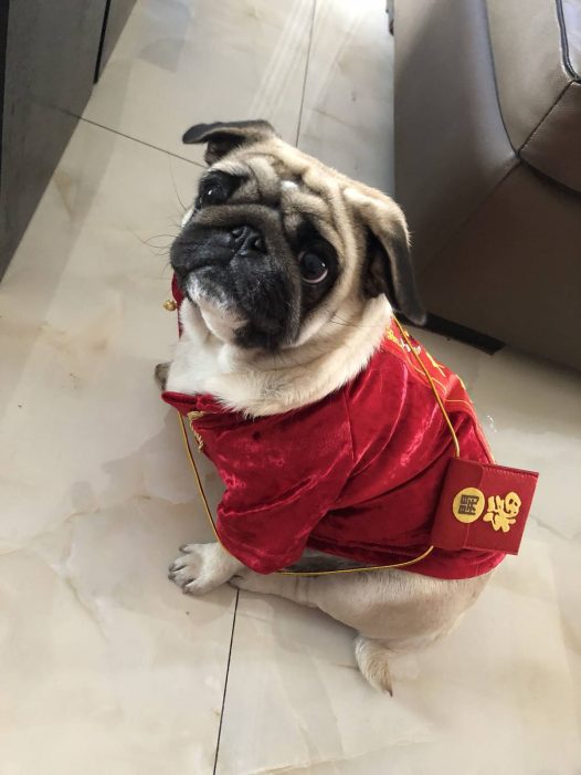 过年专用讨红包行头