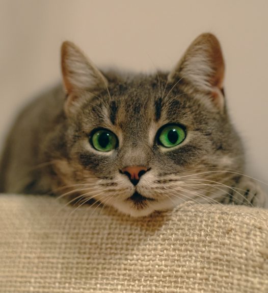 正在发呆的可爱小萌猫摄影图片