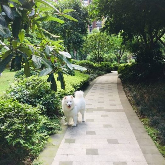 狗狗拉粑粑的时候一定要守在她们身边