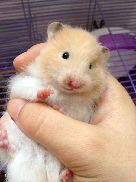 金丝熊生活日记