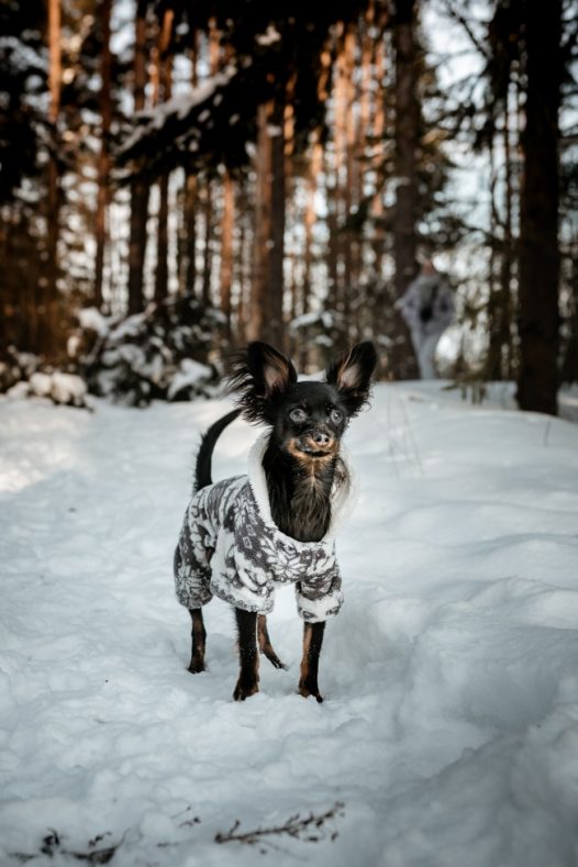 雪地里的黑色狗狗图片