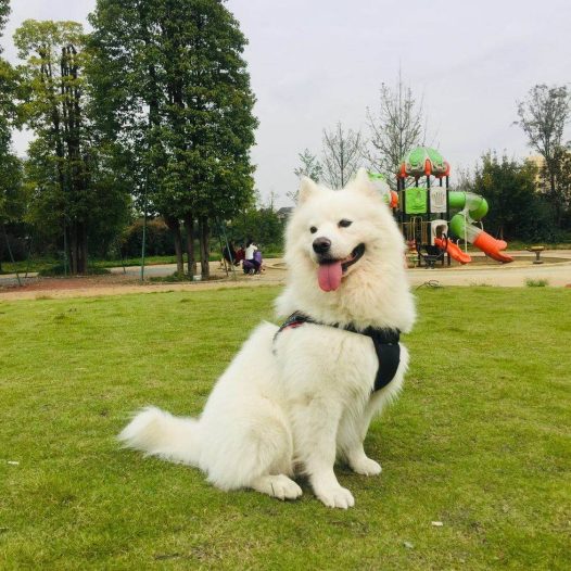 今天天气真好带我家萨摩耶宝宝出来透下气