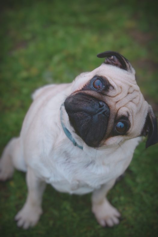 草地可爱法兰西斗牛犬摄影图片