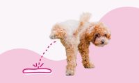 为什么我的狗狗会尿血？8 种可能的原因