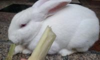 兔子能吃甘蔗吗