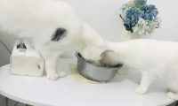 网友养了一只猫，偷吃零食被主人发现后，做出了这举动！